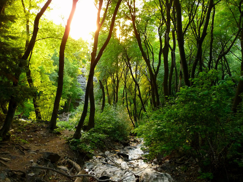Sunlit forest trail and creek in Ferguson Canyon, Wasatch Range